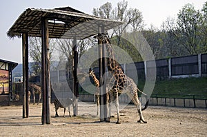 Giraffe and zebra in ZOO, Bratislava