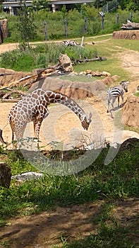 Giraffe zebra zoo habitat animal