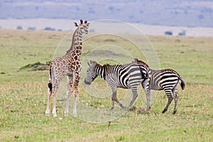 Giraffe and Zebras