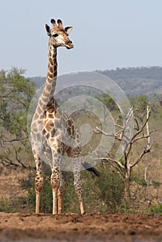 Giraffe in Zimanga Park - South Africa