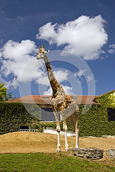 Giraffe at a zoo