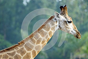 The giraffe in zoo