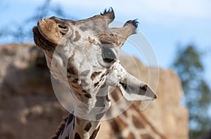 Giraffe at the zoo