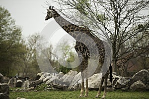 Giraffe in zoo