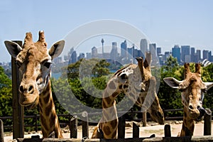 Giraffe zoo 3