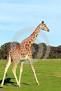 Giraffe in a zoo