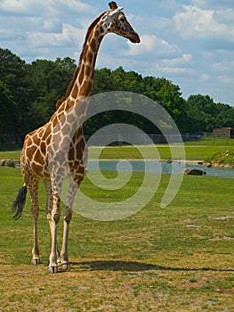 Giraffe at the Zoo