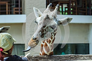 Giraffe,zoo,animal