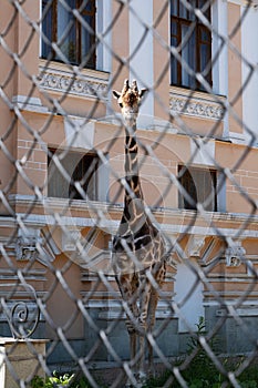 A giraffe in a zoo in an aviary behind a net. Focus on the giraffe