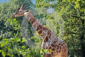Giraffe in zoo. Berlin, Germany