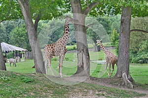 Giraffe , ZOO Dvur Kralove, eastern Bohemia