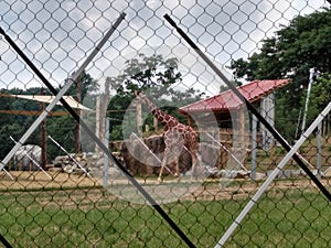 Giraffe zoo fun wild nature