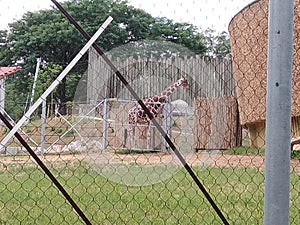 Giraffe zoo fun wild nature