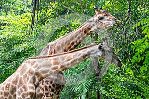 Giraffe zoo in the green forest background and texture