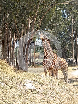 giraffe zoo kingdom