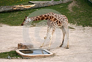 Giraffe in a Zoo photo