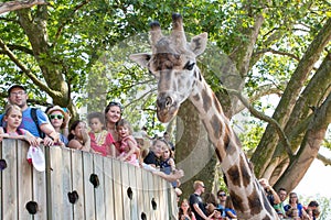 Giraffe in a zoo with the public