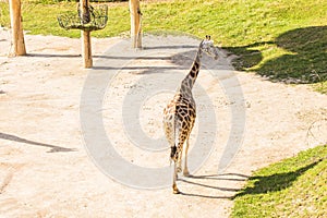 Giraffe in the zoo safari park. Beautiful wildlife animals on sunny warm day