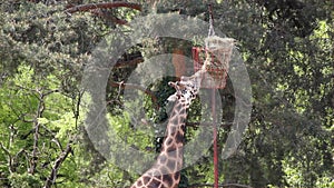 Giraffe zoo scene