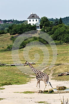 Giraffe zoo tall green wild