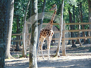 Giraffe at zoo Targu Mures