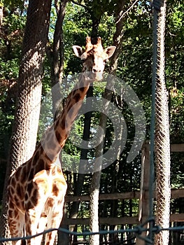 Giraffe at zoo Targu Mures