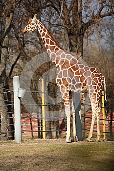 Giraffe