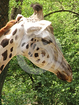 Giraffe, Zoo, Wildniss, wilderness,