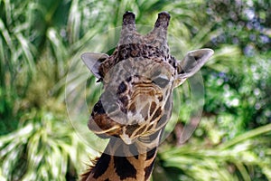 Giraffe in ZooTampa at Lowry Park