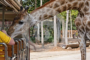 Giraffee in Chiangmai night safari