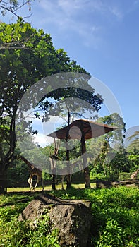 Giraffee at zoo park