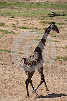 Giraffelooking for food day time.