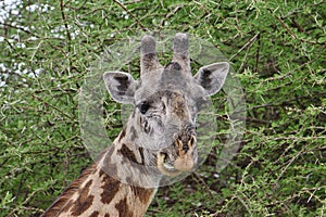 Giraffen im Nationalpark Tsavo Ost, Tsavo West und Amboseli