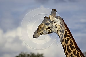 Giraffen im Nationalpark Tsavo Ost, Tsavo West und Amboseli