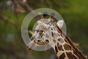 Giraffen im Nationalpark Tsavo Ost, Tsavo West und Amboseli