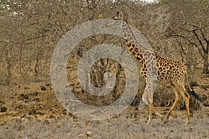 Giraffen im Nationalpark Tsavo Ost, Tsavo West und Amboseli