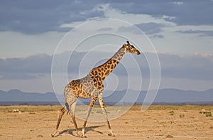 Giraffen im Nationalpark Tsavo Ost, Tsavo West und Amboseli