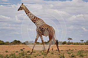 Giraffen im Nationalpark Tsavo Ost, Tsavo West und Amboseli photo