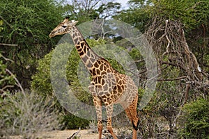 Giraffen im Nationalpark Tsavo Ost, Tsavo West und Amboseli photo