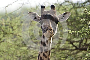 Giraffen im Nationalpark Tsavo Ost, Tsavo West und Amboseli photo