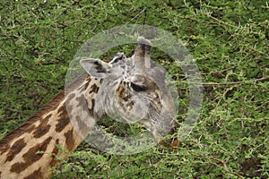 Giraffen im Nationalpark Tsavo Ost, Tsavo West und Amboseli photo