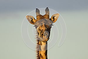 Giraffen im Nationalpark Tsavo Ost, Tsavo West und Amboseli photo