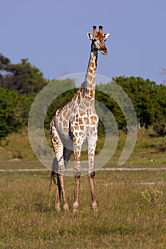 Giraffenbulle