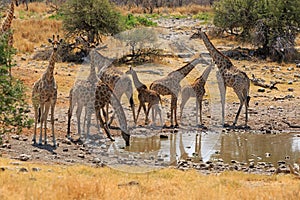 A herd of giraffes at a water hole