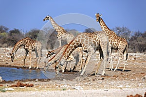 A herd of giraffes at the Klein Namutoni water hole