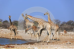 A herd of giraffes at the Klein Namutoni water hole