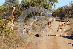 Giraffes