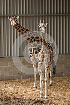 Giraffes