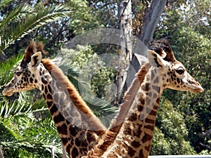 Giraffes