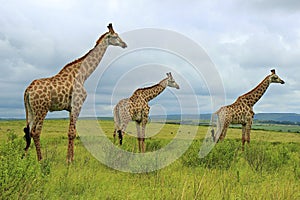 Giraffes